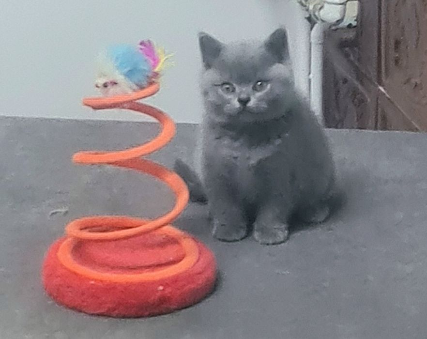 Pisic British Shorthair blue