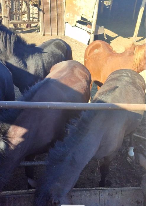 Продам лошадей тайчики с откорма 6 голов