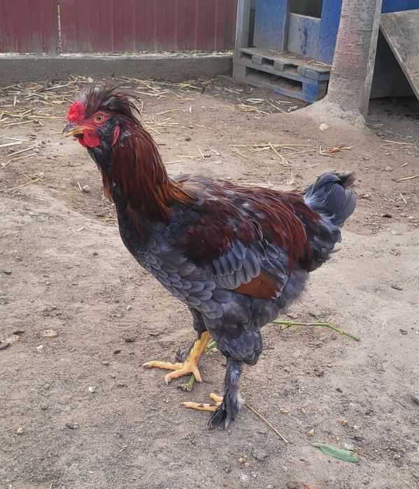 Vând/schimb cocoși cu moț și barbă