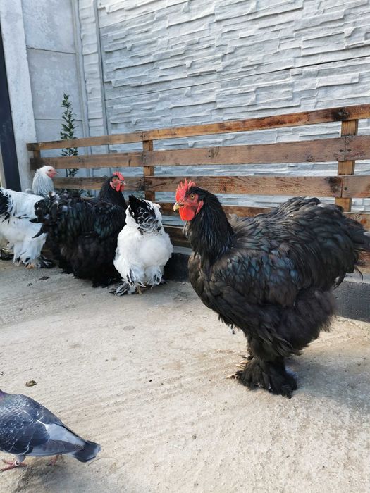 Găini cochinchina și brahma de vânzare