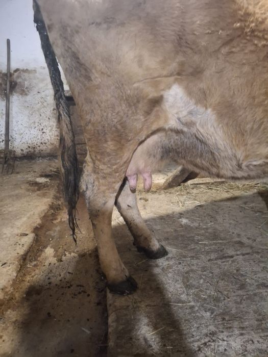 Vând vacă gestantă în a cincea lună