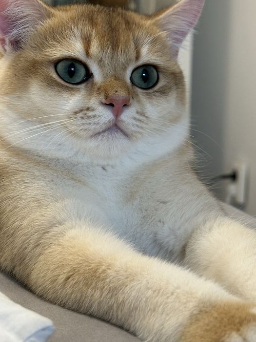 Baietel SUPERB british shorthair chinchilla gold, pedigree WCF !!!