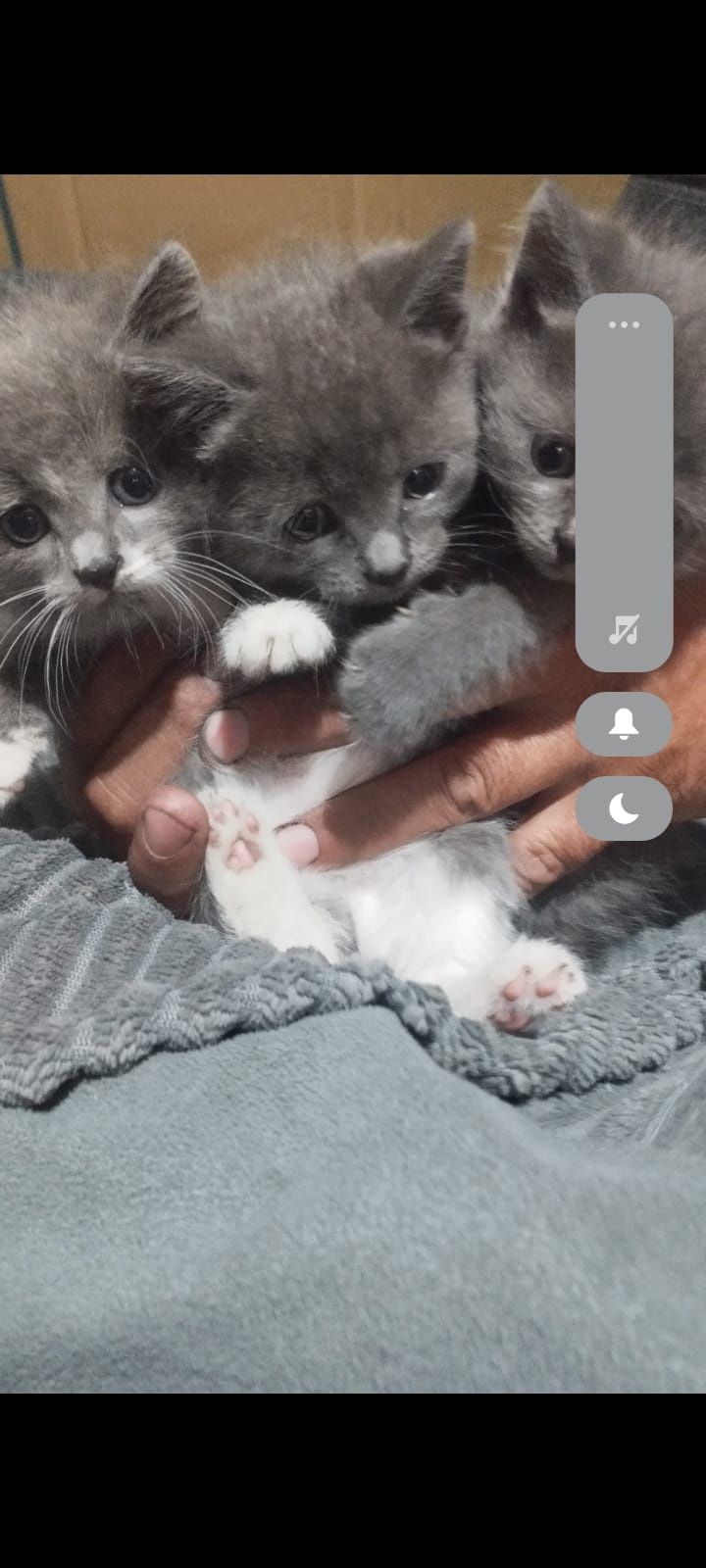 Котята бесплатно