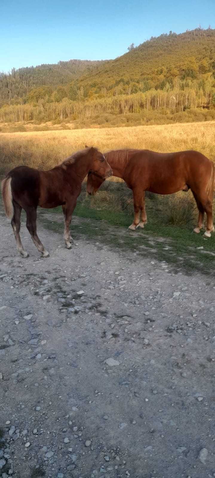 Frați mânzi de vânzare