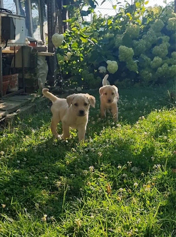 Лабрадор / Лабрадори