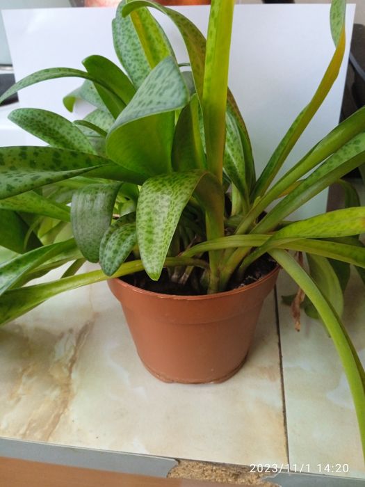 Продам комнатные растения