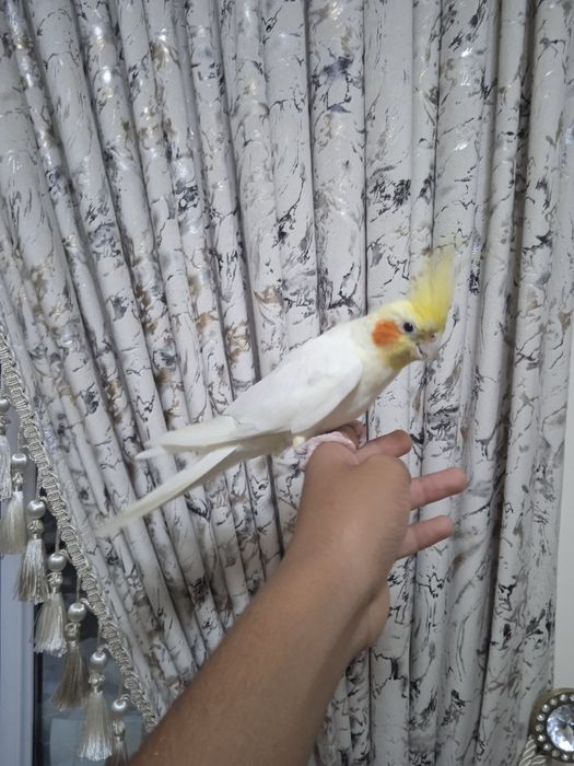 Карелла ручной попугай