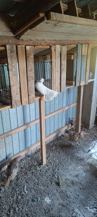 Vând porumbei înfoiați !