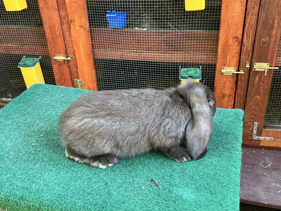 Iepuri Berbec German Havana