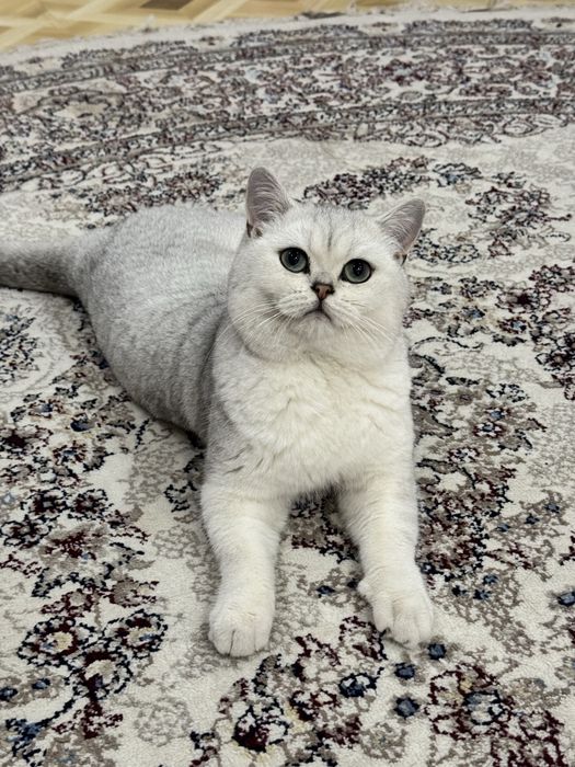 Вязка ! чистакровная Серебрестая Шиншилла  NS11 приглашаем кошек !