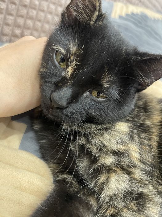 Ищем добрых хозяев