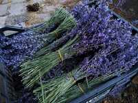 Buchete uscate de flori de lavanda