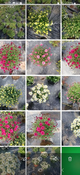 Crizanteme ghiveci mai multe culori