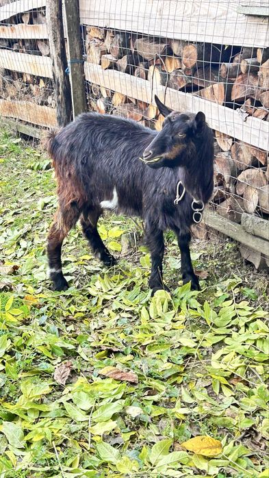 Vand capre românești