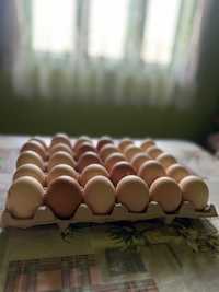 Oua proaptete mari  de casa