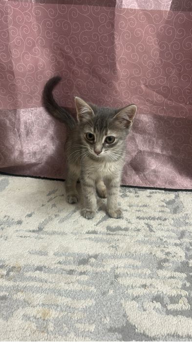 Котенок, девочка 3мес в хорошие, добрые руки