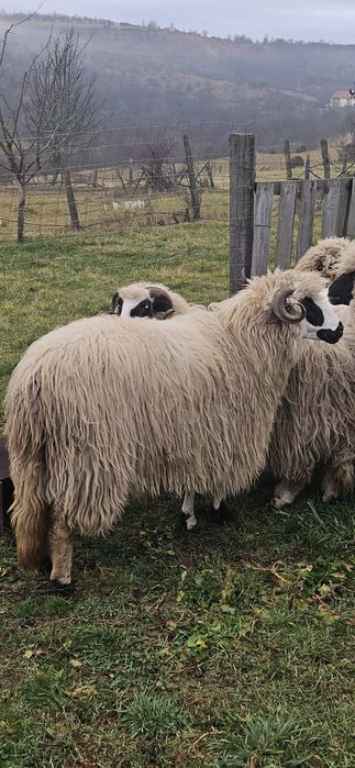 Vand oi frumoase ,tinere