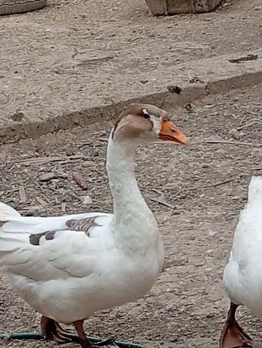 Vând găini și gâște taiate