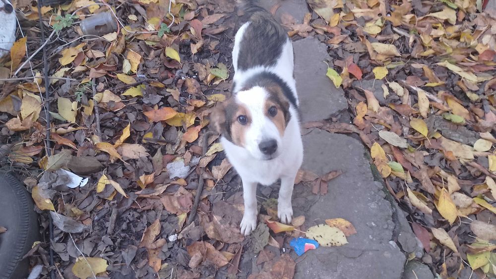 Женско куче подарявам