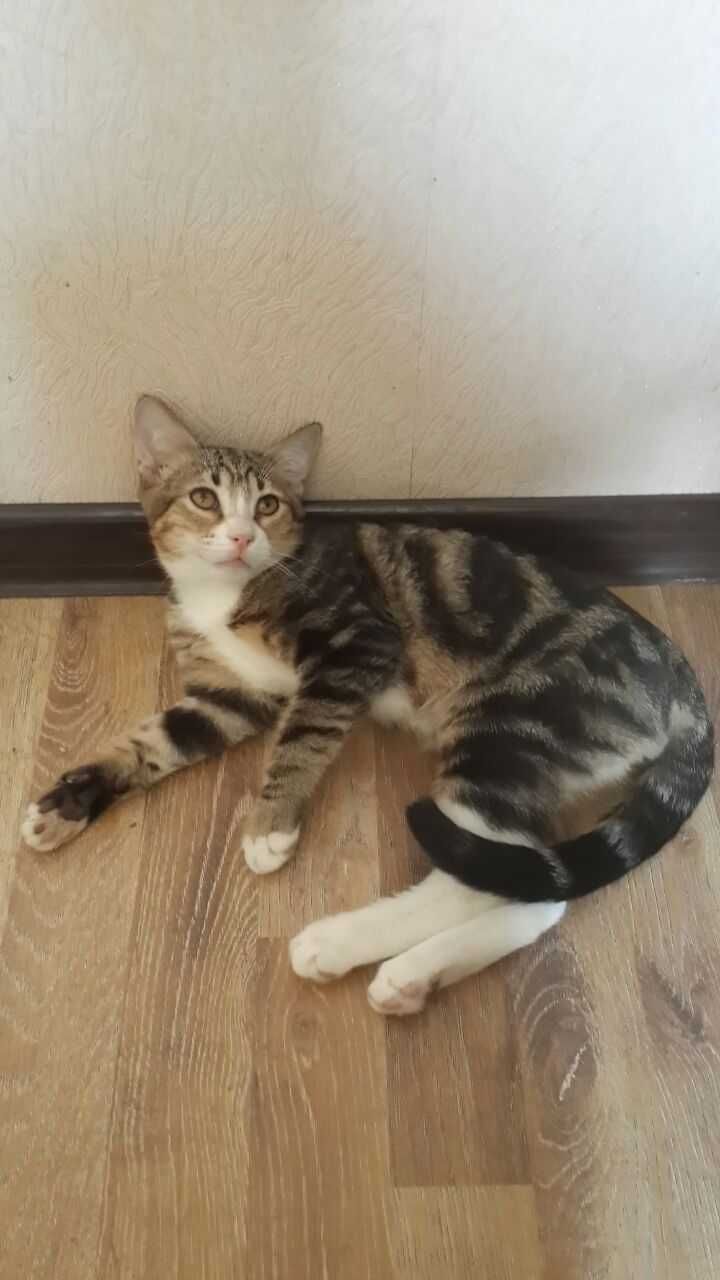 Отдам в хорошие руки милого котёнка.