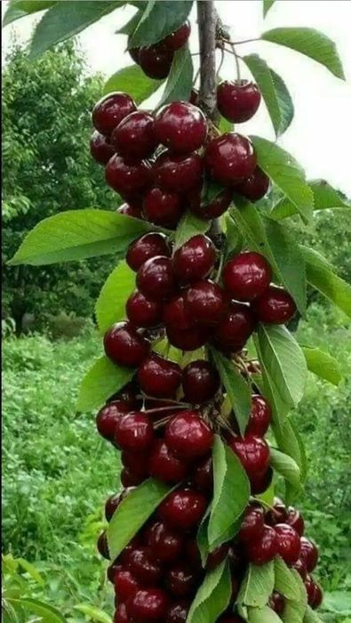 Pomi fructiferi columnari anu 2/3/4 soiuri variate