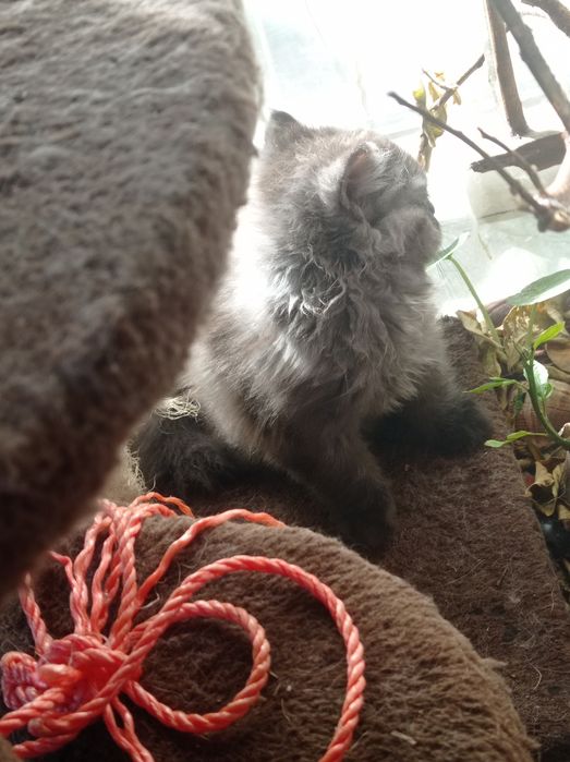 Мъжко персийско коте продавам