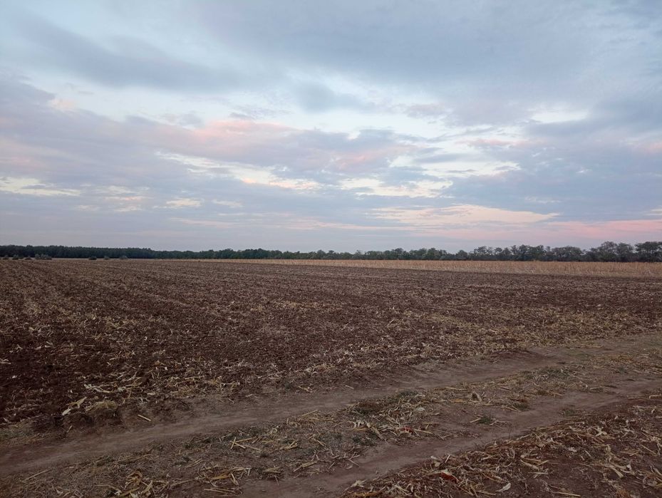 Teren extravilan arabil Dăbuleni 16100m²