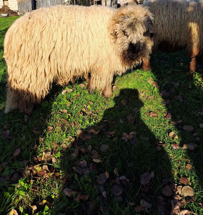 Noatini și strămior