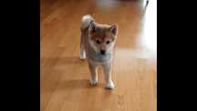 Shiba inu  fetita, poze reale, anunt valabil