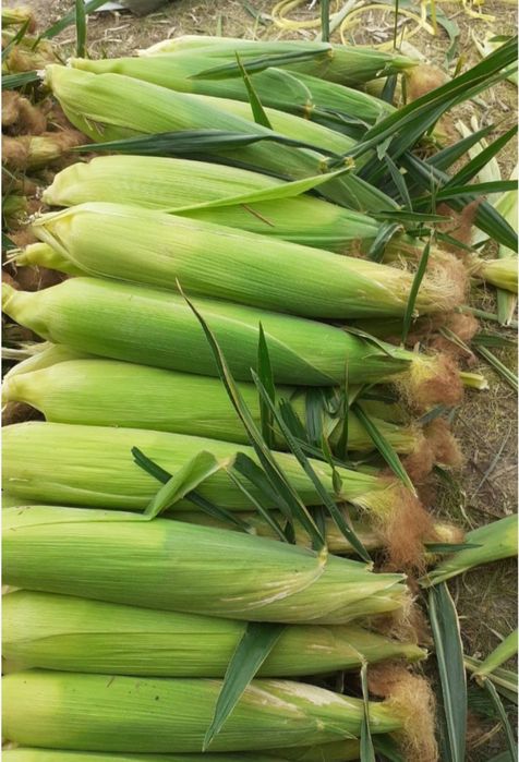 Кукуруза сладкая (зерно, качан)
