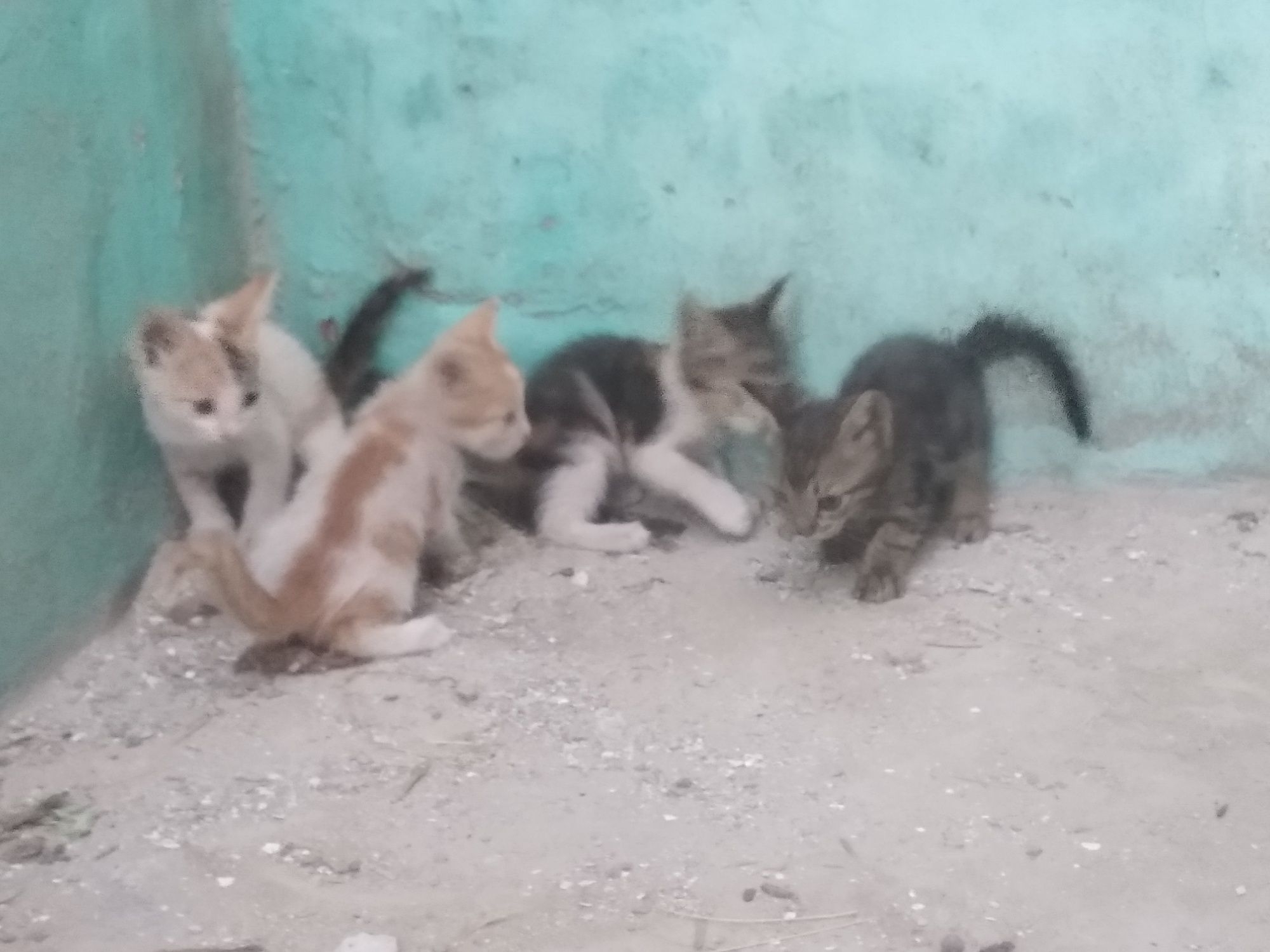 Кошки крошки бесплатно