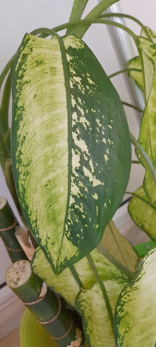 Цветя-дифенбахия, традесканция лилава и трицветна, калезия