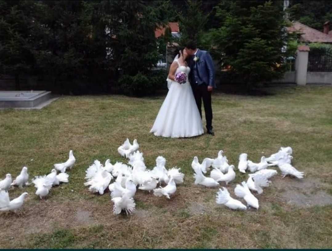 Porumbei pentru evenimente nunti