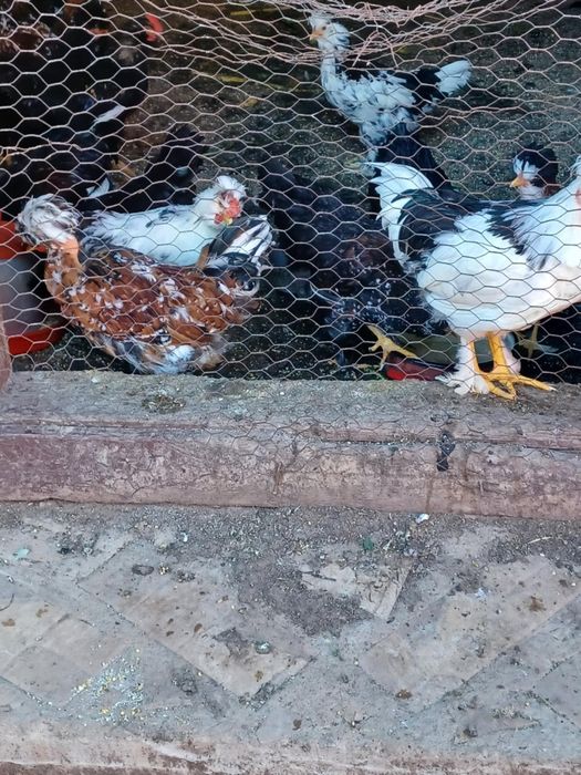 Vând pui (cocoșei) de casă