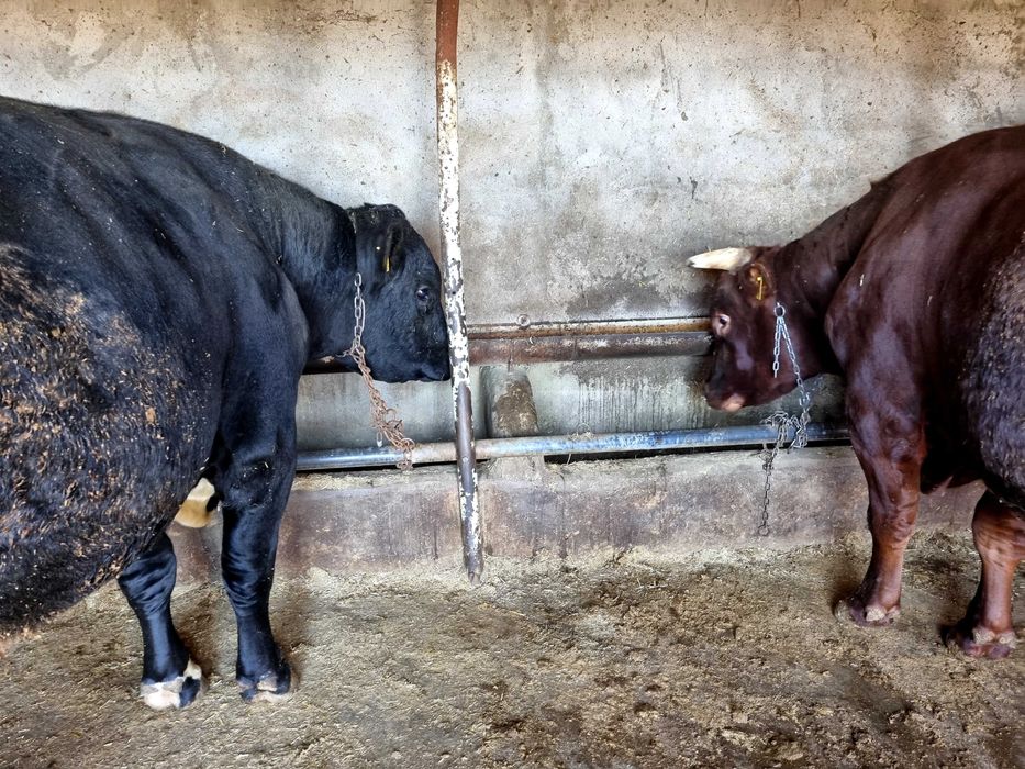 Мъжки угоени телета