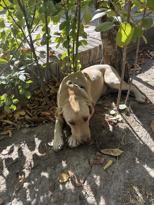 Лабрадор ретривер 4 месяца девочка