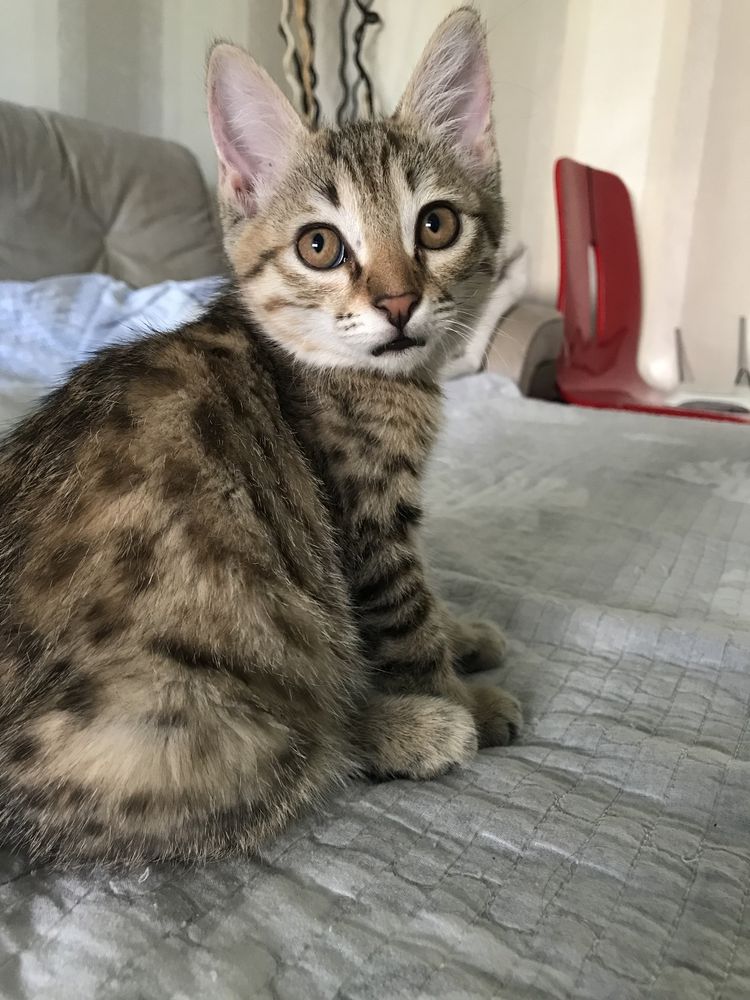 Отдаем котят в хорошие руки