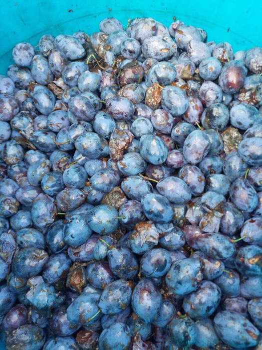 Vand prune tuica