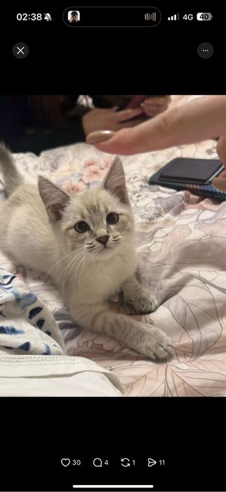 Котенок, девочка