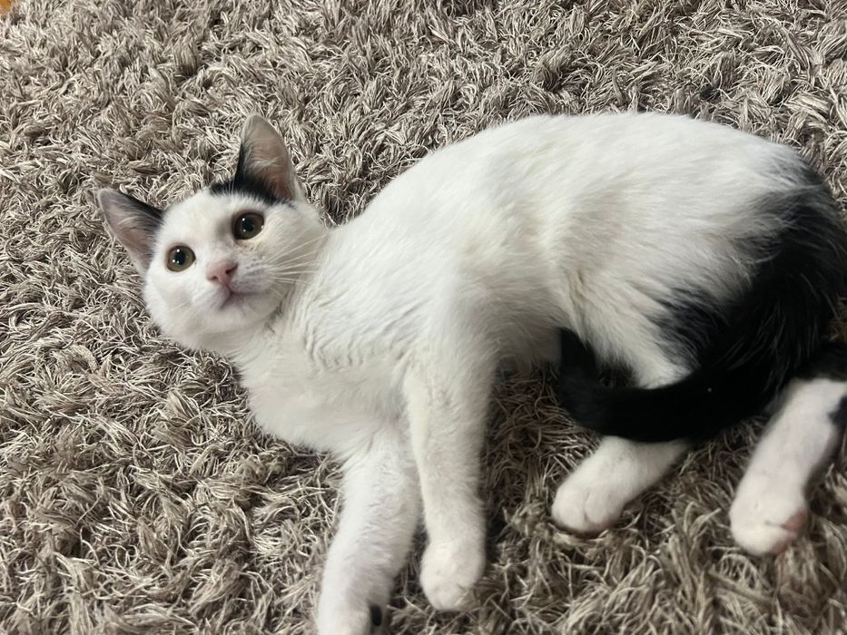 Pisicuta iubitoare cauta o casa plina de dragoste