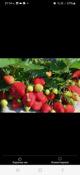 Продавам разсад ягоди и малини