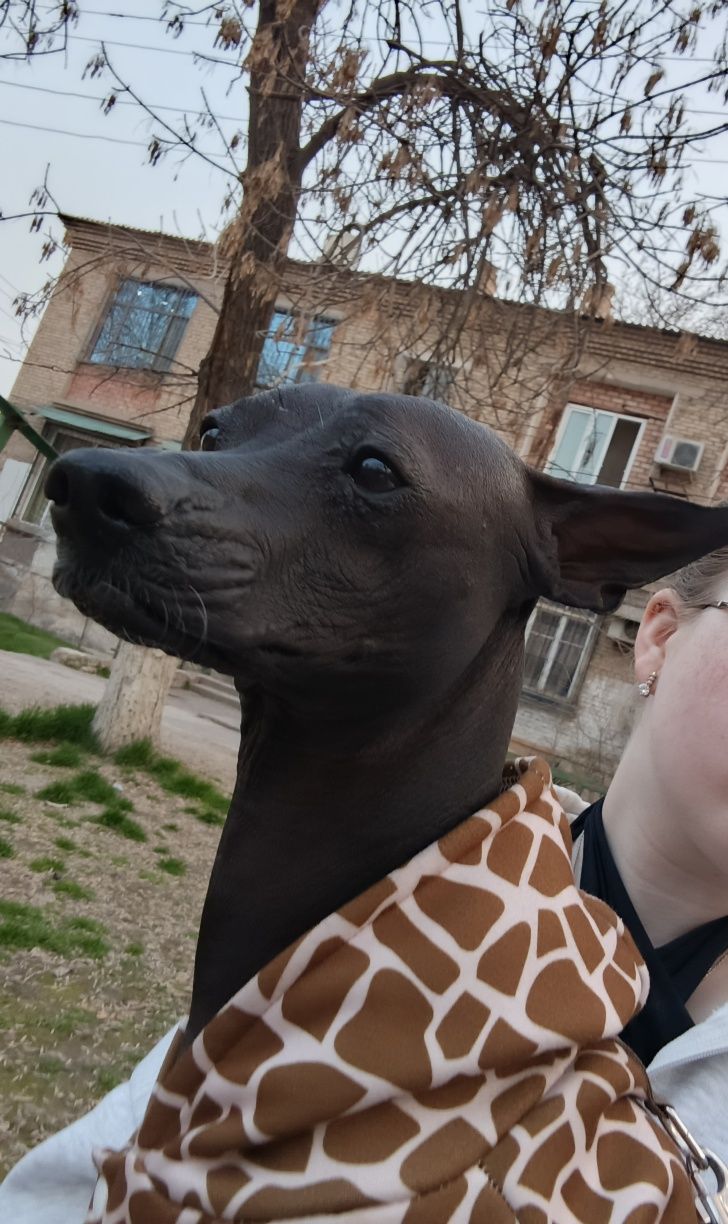Иннокентий ищет даму сердца