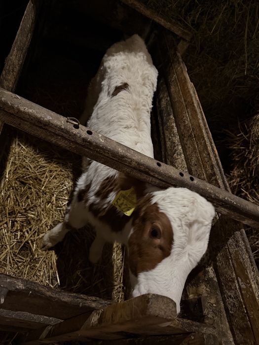 Vand vitea rasa baltat