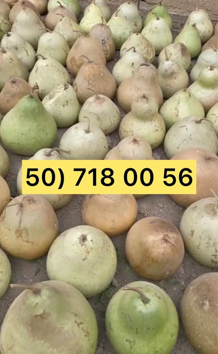 Bedana qovoq sotiladi Бедана қовоқ