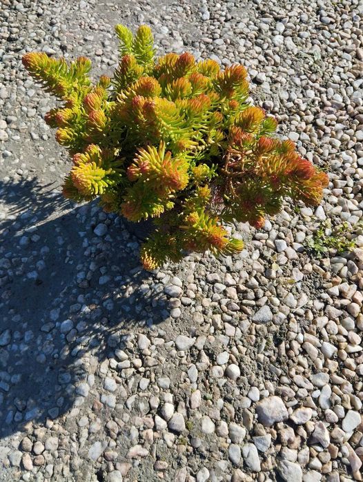 Зелени приятели за дома – сукуленти само по 6 лв! Зарадвайте себе си