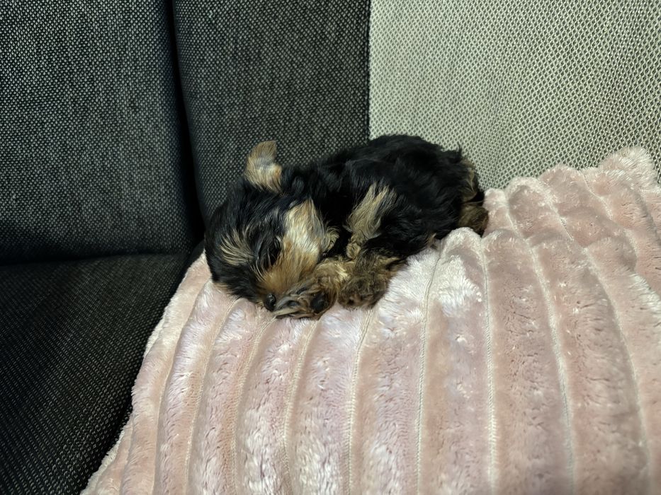 Йоркширски тириер