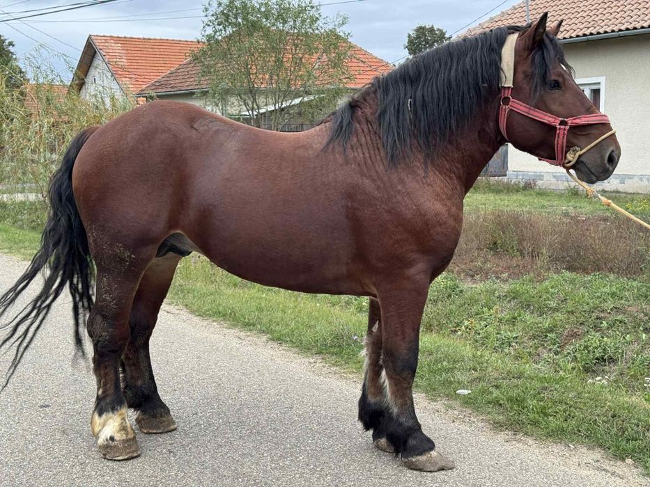 Vând armasar 4 ani 800kg