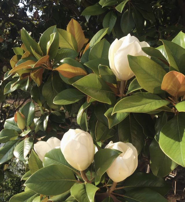 Вечнозелёная элитная магнолия — Magnolia Grandiflora (Italia) своя