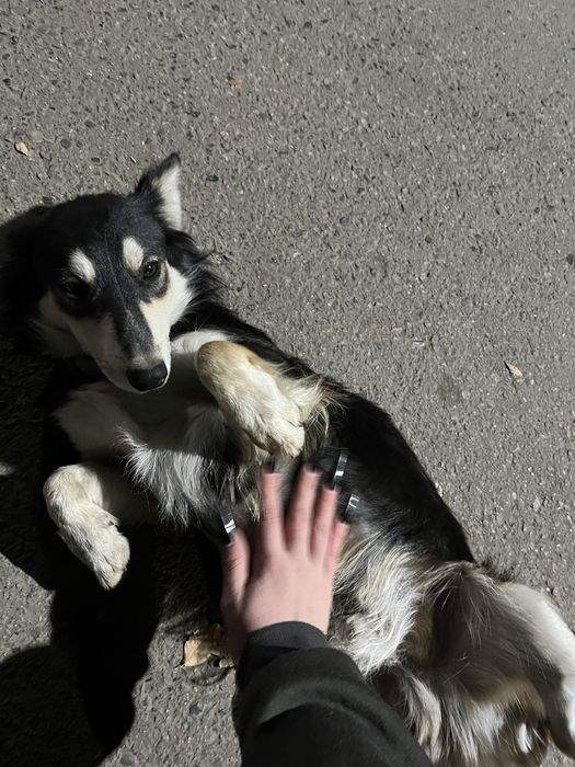 Отдам в хорошие руки