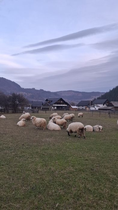 Vând 10 oi pe ales
